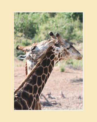 Giraffe Pair Print