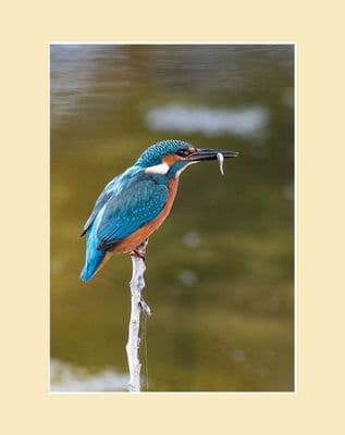 Gone Fishing Kingfisher Print