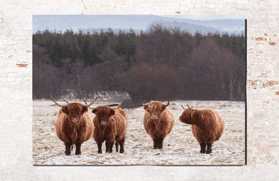Gossip Girls Highland Cow Premium Canvas Print