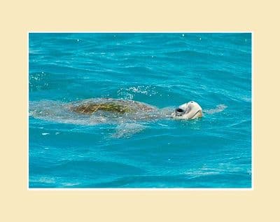 Green Turtle Ocean Wildlife Print