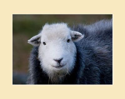 Grey Herdie Ewe Herdwick Sheep Print