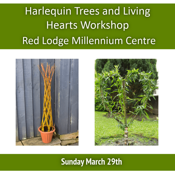 Growing Willow Harlequin Trees Workshop Red Lodge Millennium Centre