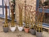 Growing Willow Harlequin Trees Workshop Red Lodge Millennium Centre