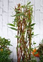 Growing Willow Harlequin Trees Workshop Red Lodge Millennium Centre