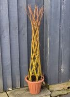 Growing Willow Harlequin Trees Workshop Red Lodge Millennium Centre