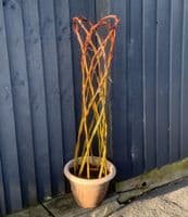 Growing Willow Harlequin Trees Workshop Red Lodge Millennium Centre