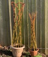 Growing Willow Harlequin Trees Workshop Red Lodge Millennium Centre