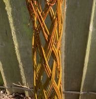 Growing Willow Harlequin Trees Workshop Red Lodge Millennium Centre