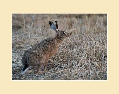Harvest Hares Brown Hare on Stubble Print