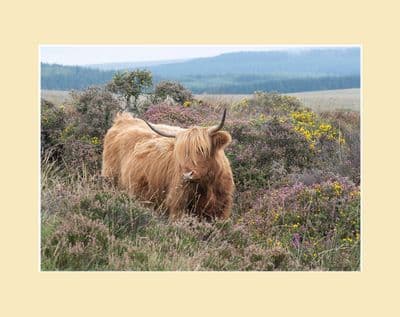 Heather and Gorse - Highland Cow Photographic Print