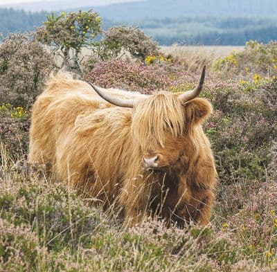 Heather and Gorse Highland CowGreetings Card