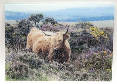 Heather and Gorse. Highland Cow Glass Chopping Board Large Size Toughened Glass