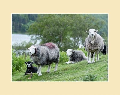 Herdie Crew Herdwick Sheep and Lambs Print