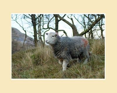 Herdie on the Hill Photo Print