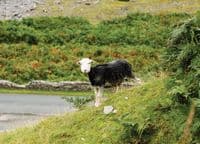 Herdwick Sheep Calendar 2026