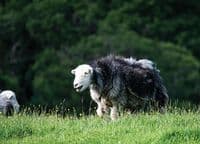 Herdwick Sheep Calendar 2026