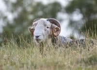 Herdwick Sheep Calendar 2026