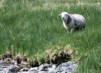Herdwick Sheep Calendar 2026