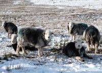 Herdwick Sheep Calendar 2026