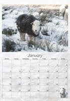 Herdwick Sheep Calendar 2026