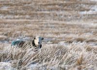 Herdwick Sheep Calendar 2026