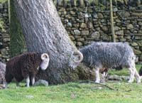 Herdwick Sheep Calendar 2026