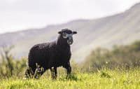 Herdwick Sheep Calendar 2026
