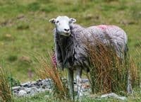 Herdwick Sheep Calendar 2026