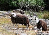 Herdwick Sheep Calendar 2026