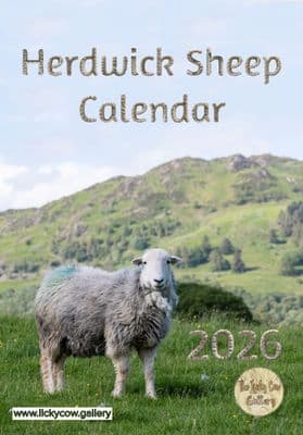 Herdwick Sheep Calendar 2026