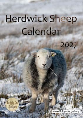 Herdwick Sheep Calendar 2027