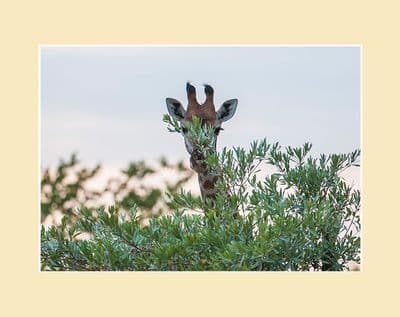 Hide and Seek Giraffe Print