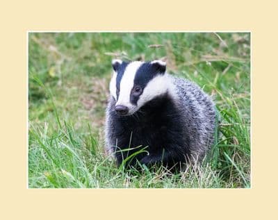 Highland Badger Photographic Print