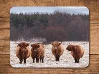 Highland Cattle Place Mats