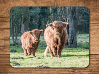 Highland Cattle Place Mats