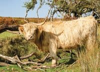 Highland Cattle Wall Calendar 2026