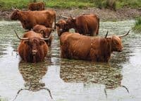 Highland Cattle Wall Calendar 2026