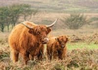 Highland Cattle Wall Calendar 2026