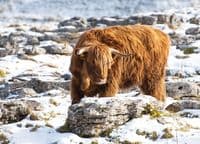 Highland Cattle Wall Calendar 2026