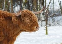 Highland Cattle Wall Calendar 2026