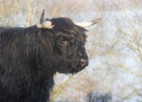 Highland Cattle Wall Calendar 2026