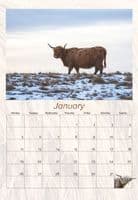 Highland Cattle Wall Calendar 2026