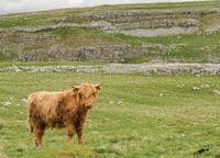Highland Cattle Wall Calendar 2026