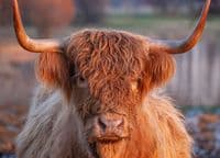 Highland Cattle Wall Calendar 2026