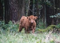Highland Cattle Wall Calendar 2026