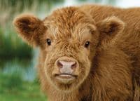 Highland Cattle Wall Calendar 2026
