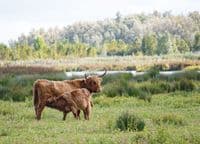 Highland Cattle Wall Calendar 2026