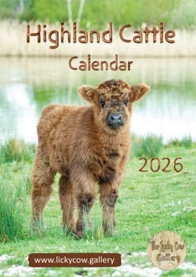 Highland Cattle Wall Calendar 2026