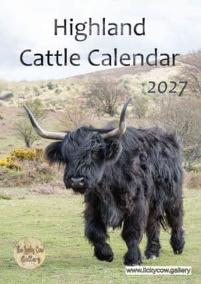 Highland Cattle Wall Calendar 2027