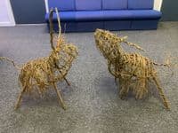 Highland Cow Willow Sculpture Full Day Workshop - Red Lodge Millennium Centre